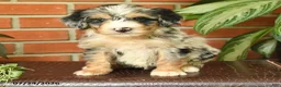 Bernedoodle dogs for sale: Jumper - Ad 4