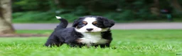 Bernese Mountain Dog dogs for sale: Bella - Ad 4