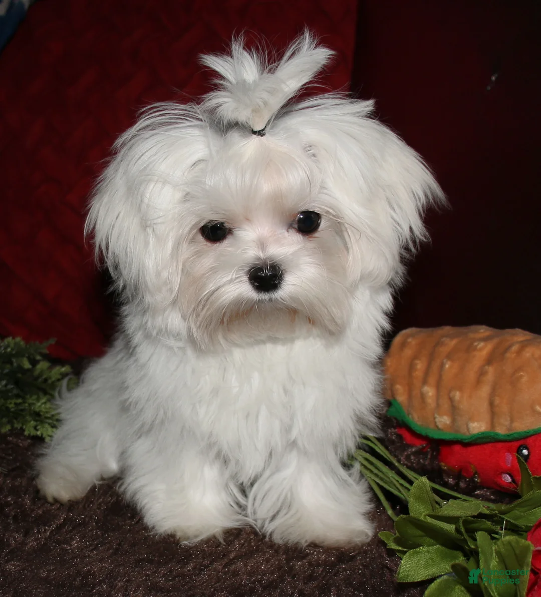 Maltese dogs for sale: Maci - Ad 2