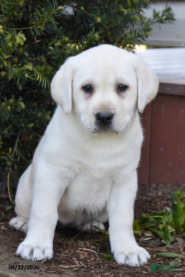 Labrador Retriever dogs Wildfire - Ad 2