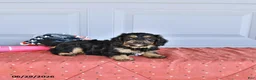 Mixed Breed dogs for sale: Mac   - Ad 3