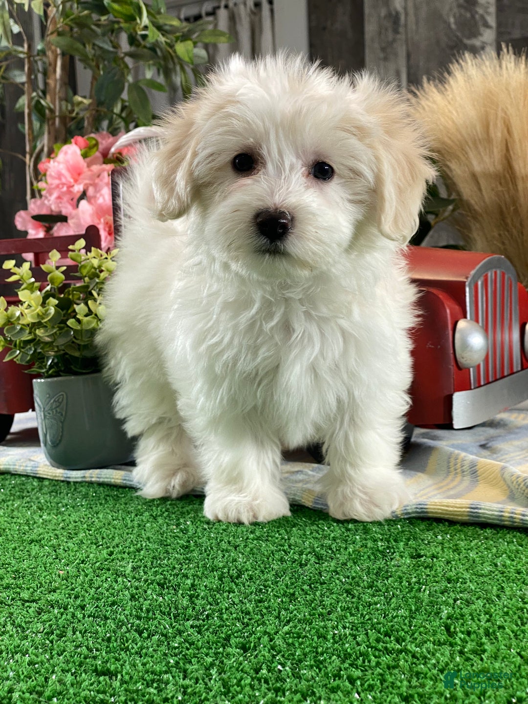 Mixed Breed dogs for sale: Ava - Ad 4