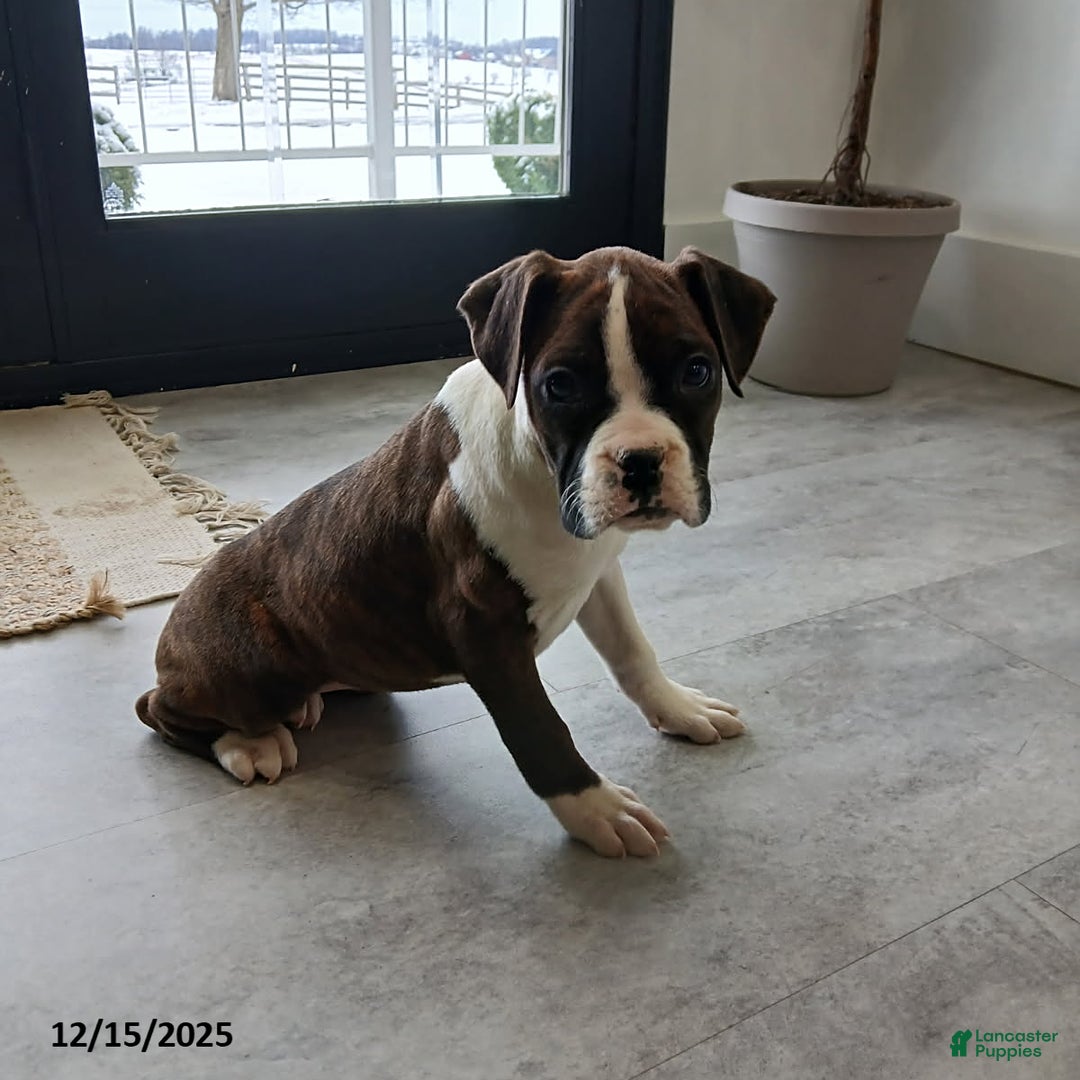Boxer dogs for sale: Joy - Ad 4