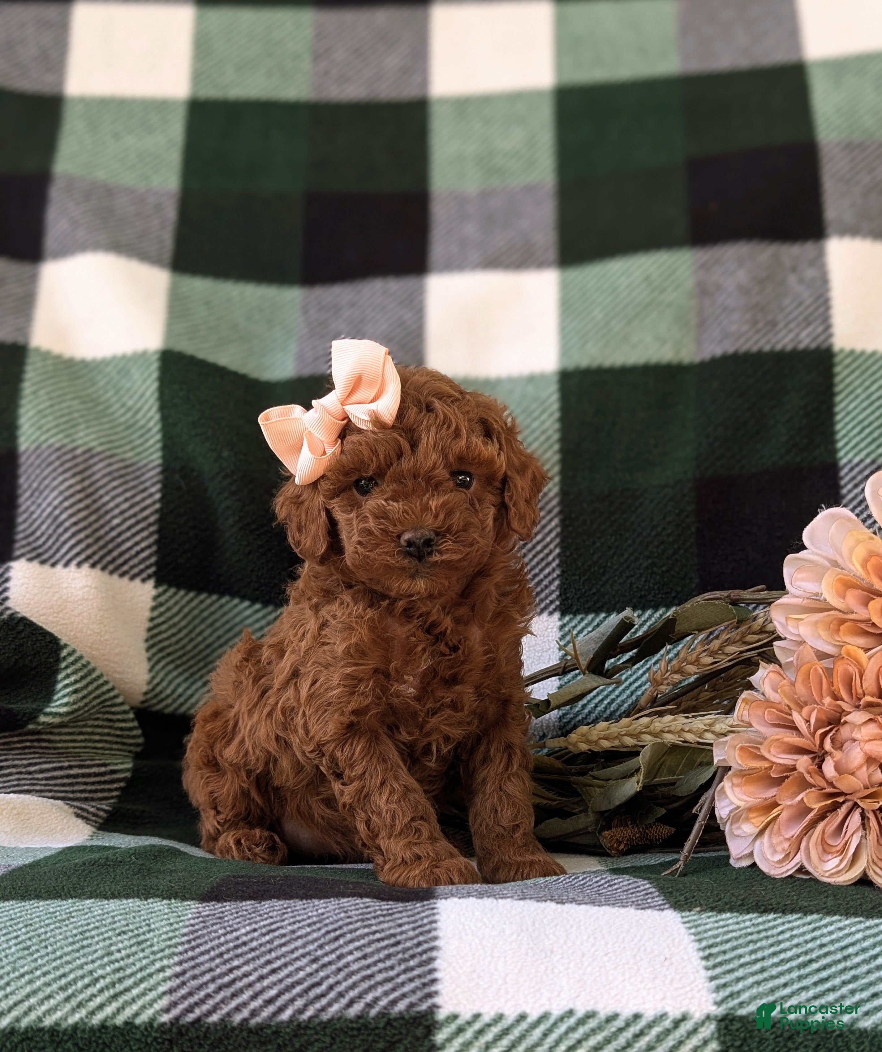 Miniature Poodle dogs Shay - Ad 1