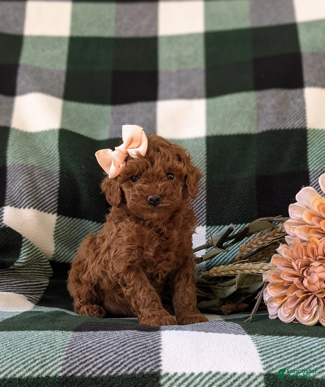 Miniature Poodle dogs for sale: Shay - Ad 1