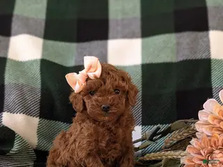 Miniature Poodle dogs for sale: Shay - Ad 1