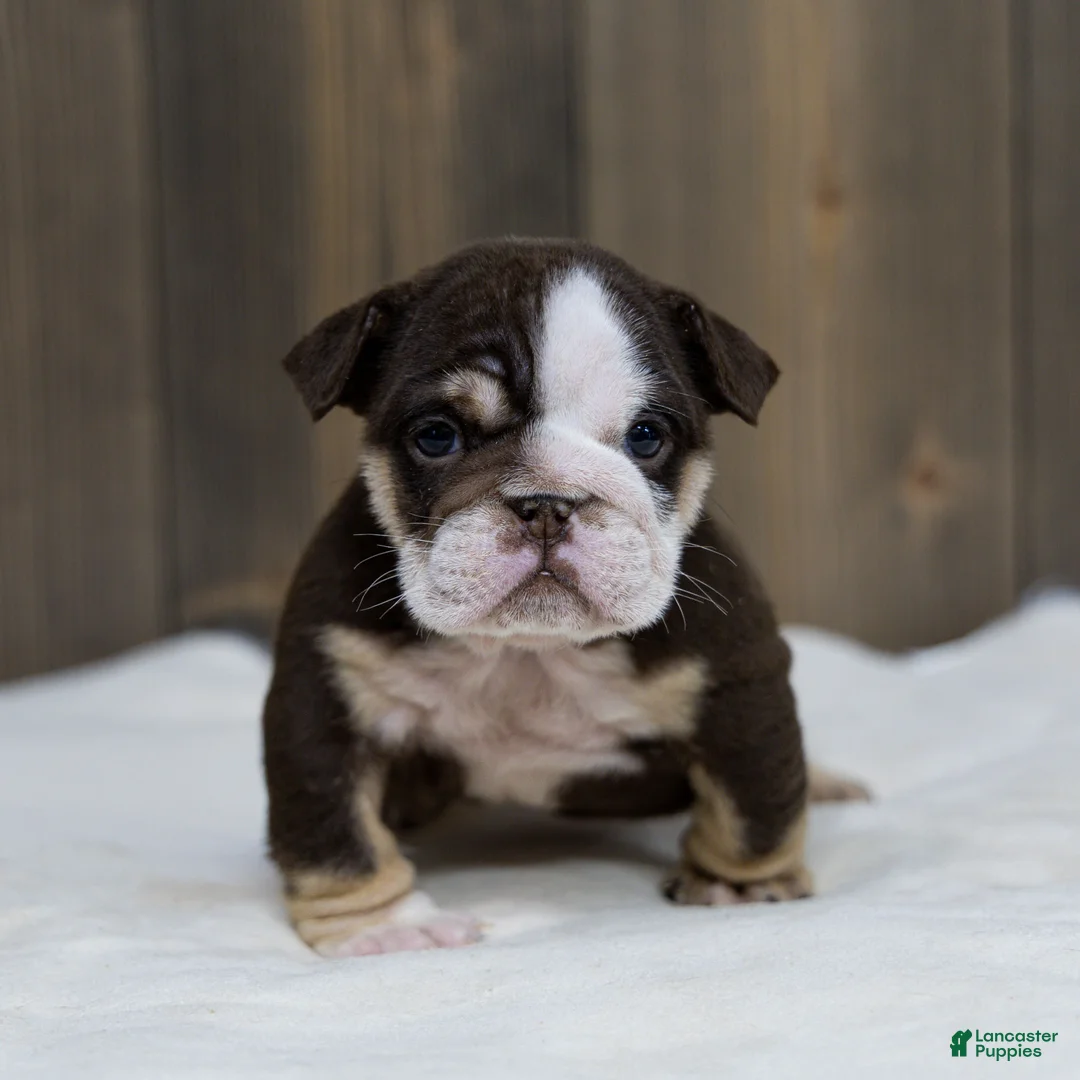 English Bulldog dogs for sale: Cocoa Tide English Bulldog Puppy  - Ad 2