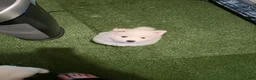 Samoyed dogs for sale: Samoyed Puppy 2 - Ad 1