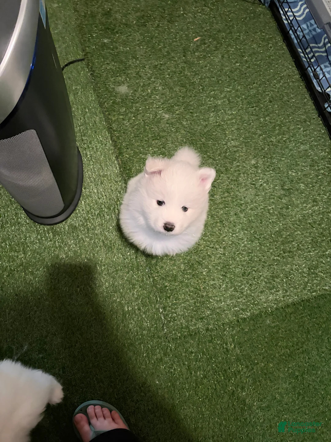 Samoyed dogs for sale: Samoyed Puppy 2 - Ad 1