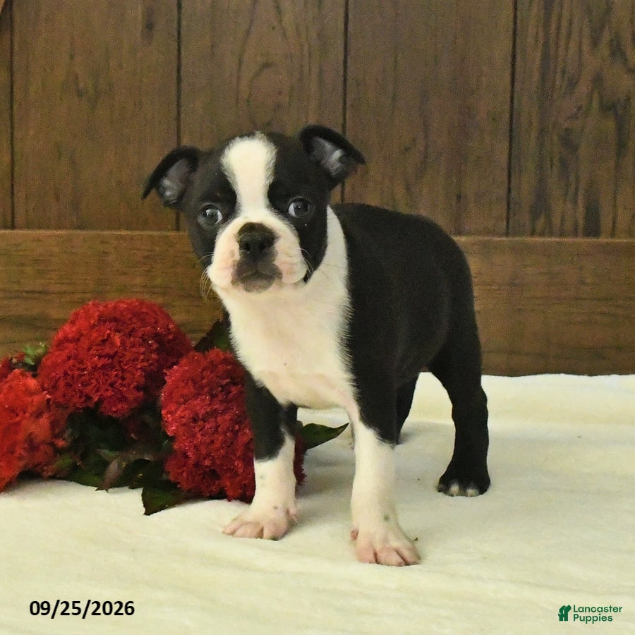Boston Terrier dogs Titan - Ad 1