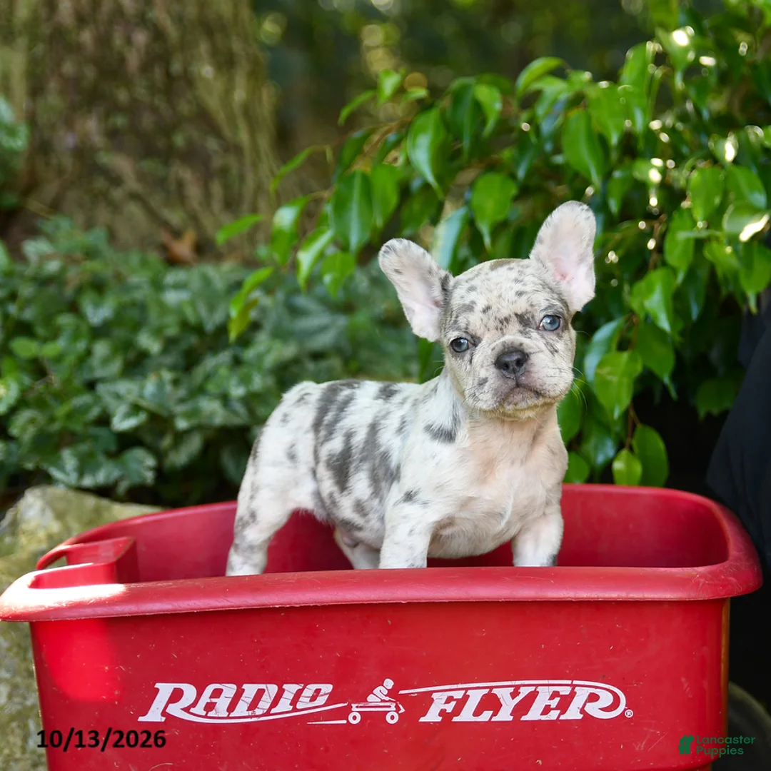 French Bulldog dogs for sale: Chip - Ad 1