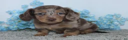 Miniature Dachshund dogs for sale: Lakota - Ad 3
