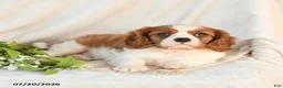 Cavalier King Charles Spaniel dogs for sale: Jack  - Ad 3