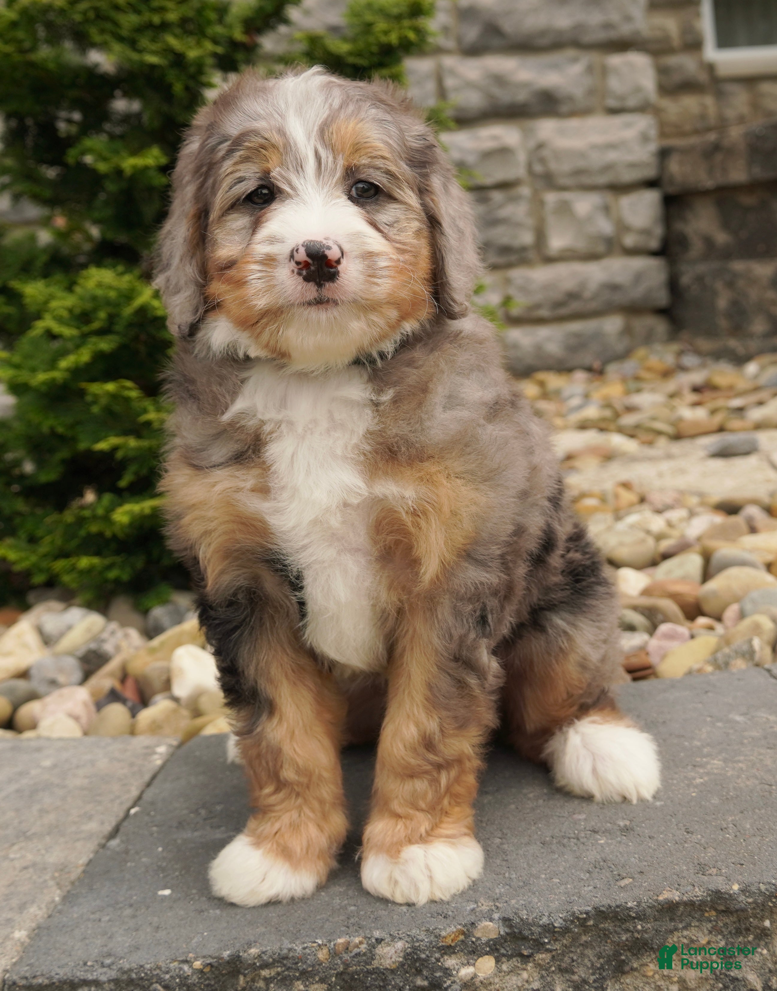 Mini Bernedoodle dogs Hazel  - Ad 1