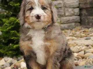 Mini Bernedoodle dogs for sale: Hazel - Ad 3