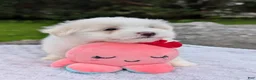 Maltese dogs for sale: Nick - Ad 4
