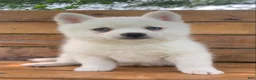 Alaskan Klee Kai dogs for sale: Pretty Blue Eyed SnowWhite~! - Ad 1