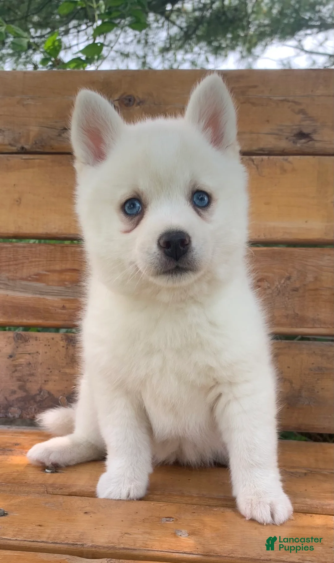 Alaskan Klee Kai dogs for sale: Pretty Blue Eyed SnowWhite~! - Ad 1