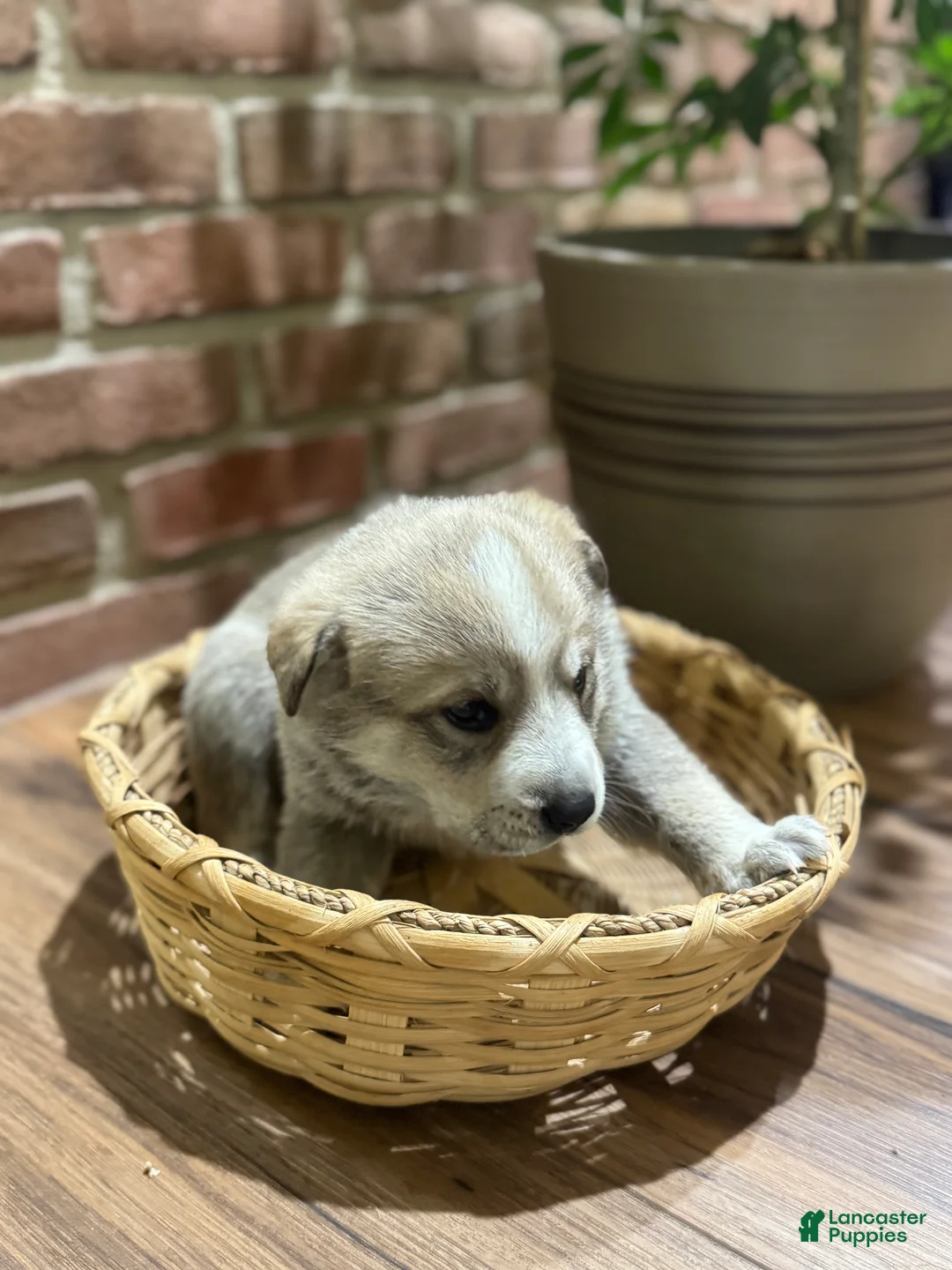 Mixed Breed dogs for sale: Wolfling “Wolfie” - Ad 6