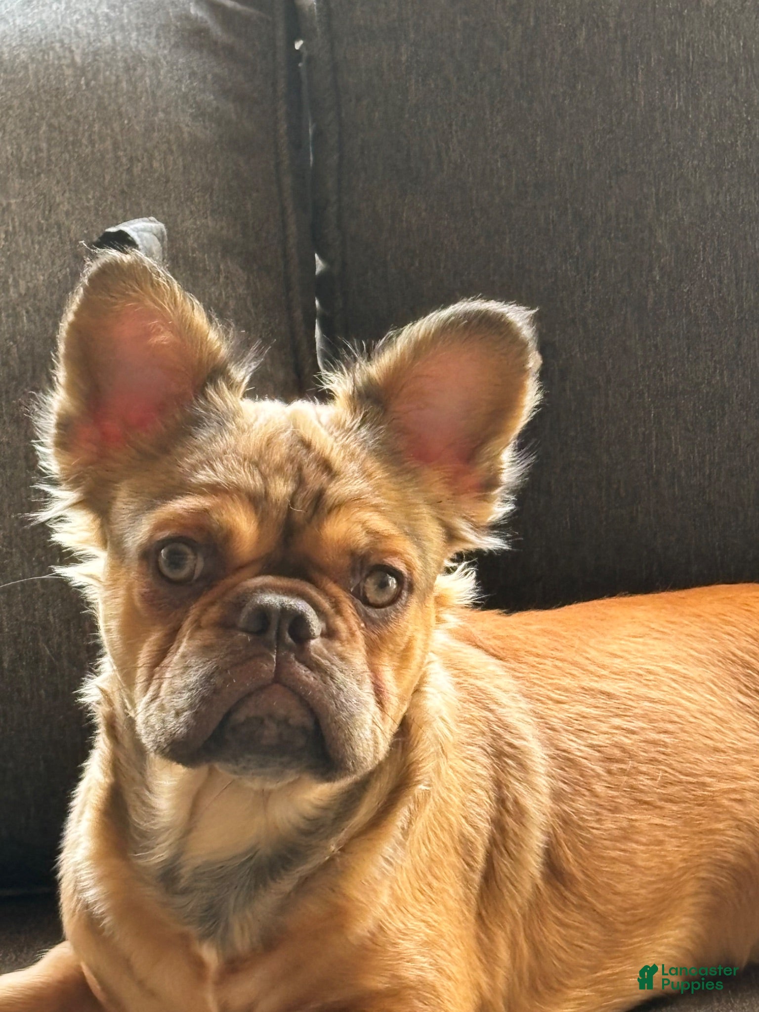 French Bulldog dogs Sadie - Ad 6