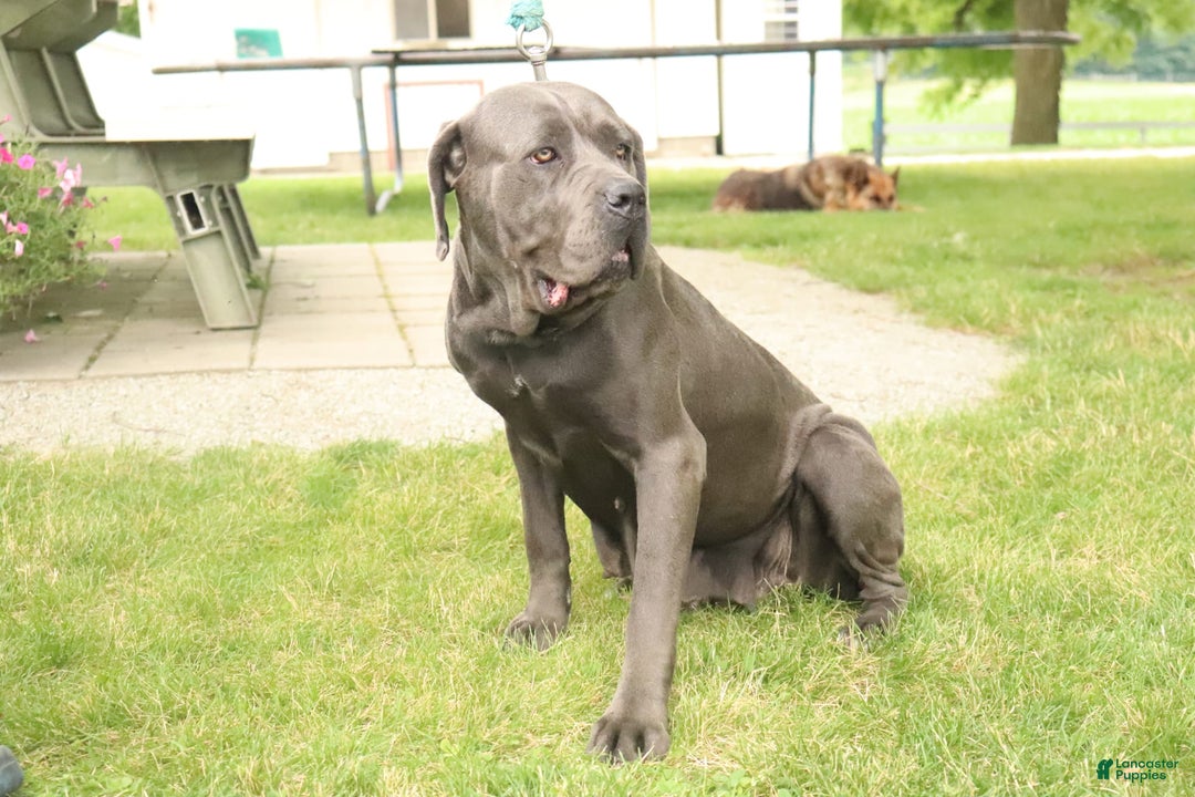 Gallery Image {{count}}