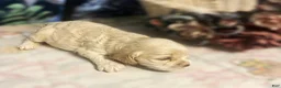 Cocker Spaniel dogs for sale: Cocker Spaniel Puppy 3 Female Rose - Ad 6