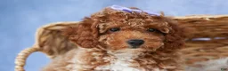 Miniature Poodle dogs for sale: WINNIE - Ad 10