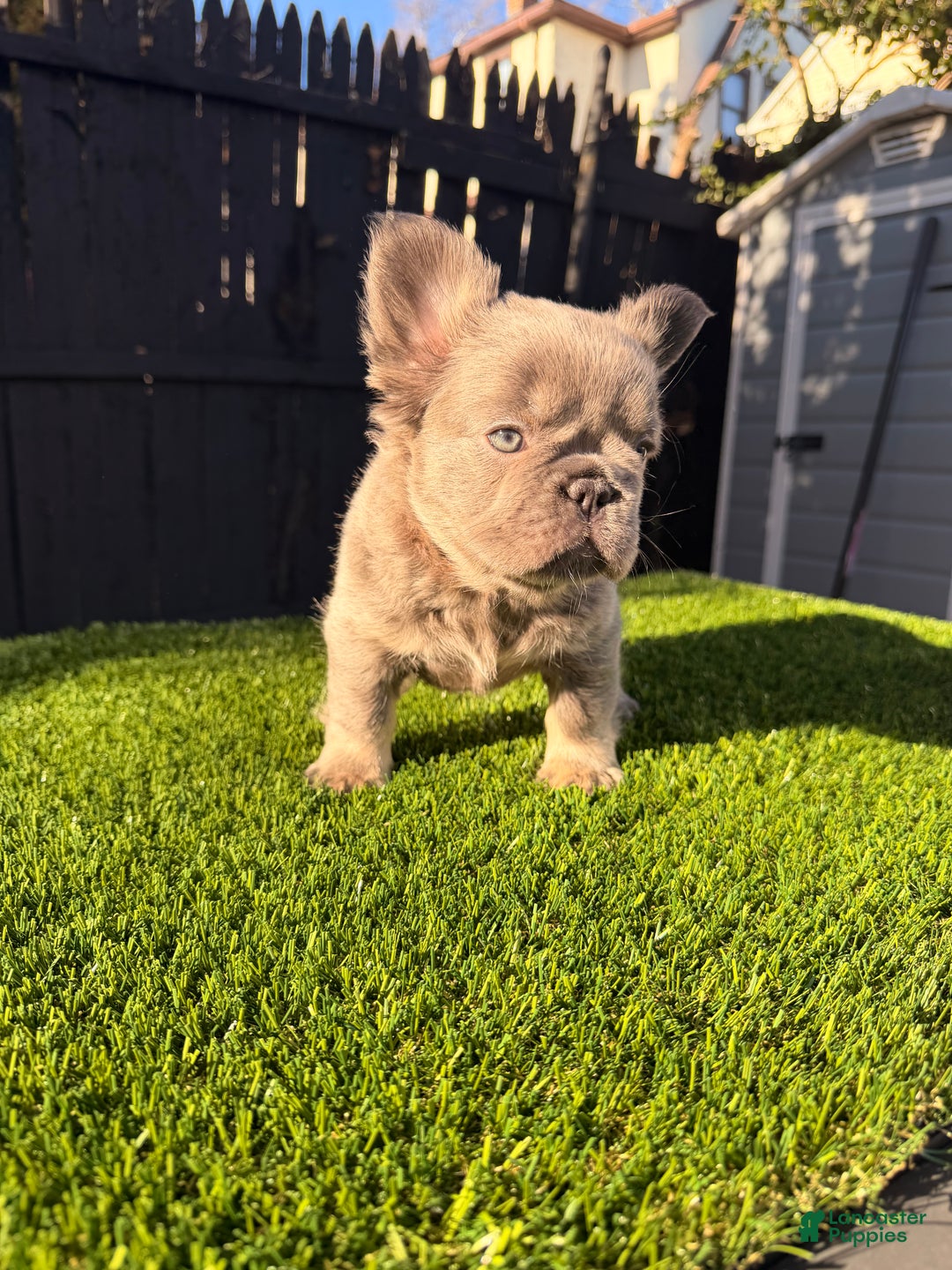 French Bulldog dogs for sale: Summer - Ad 2