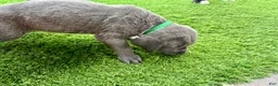 Mixed Breed dogs for sale: Mixed Breed Puppy 11 (dark green) - Ad 5