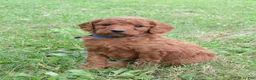 Mini Goldendoodle dogs for sale: Twix - Ad 9
