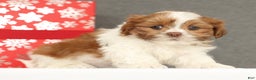 Shih Tzu dogs for sale: Elise - Ad 4