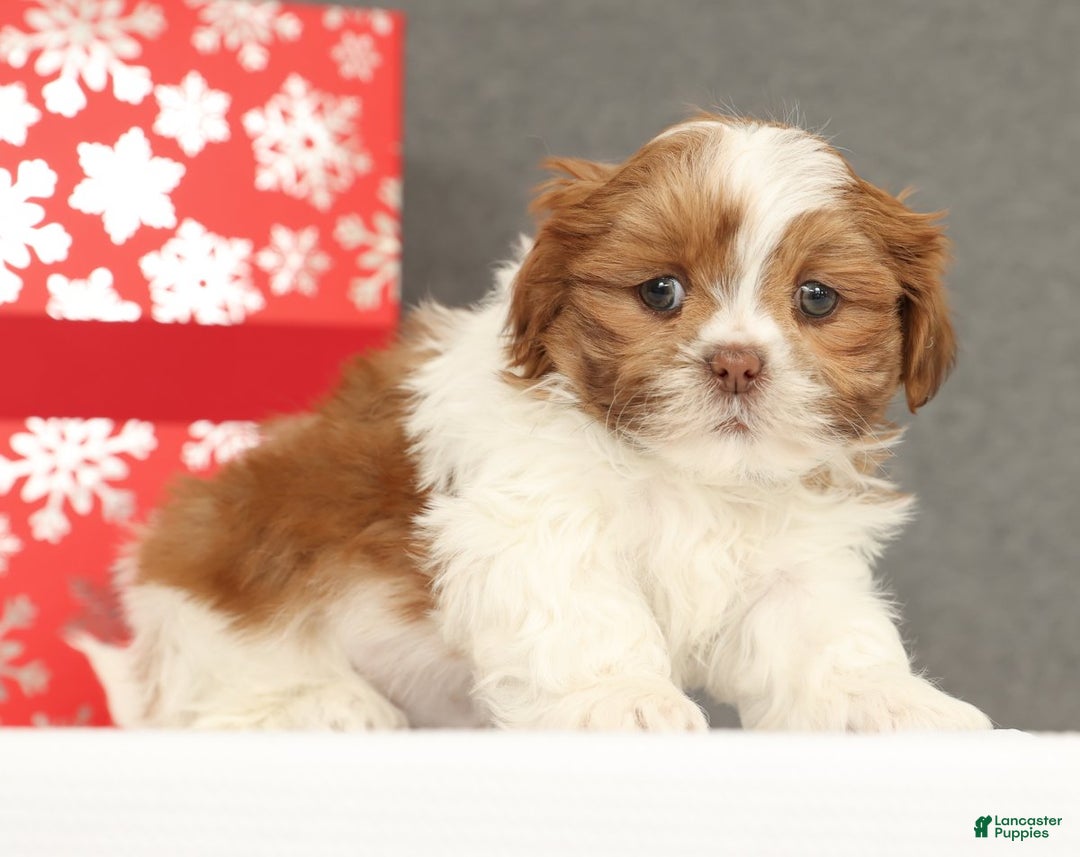 Shih Tzu dogs for sale: Elise - Ad 4