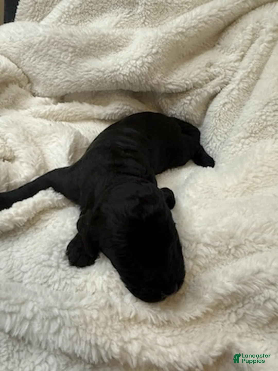 Goldendoodle dogs for sale: Black Boy - Ad 1