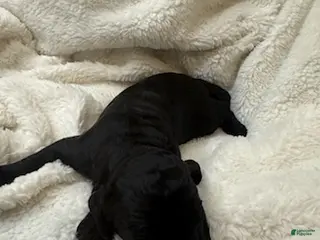 Goldendoodle dogs for sale: Black Boy - Ad 2