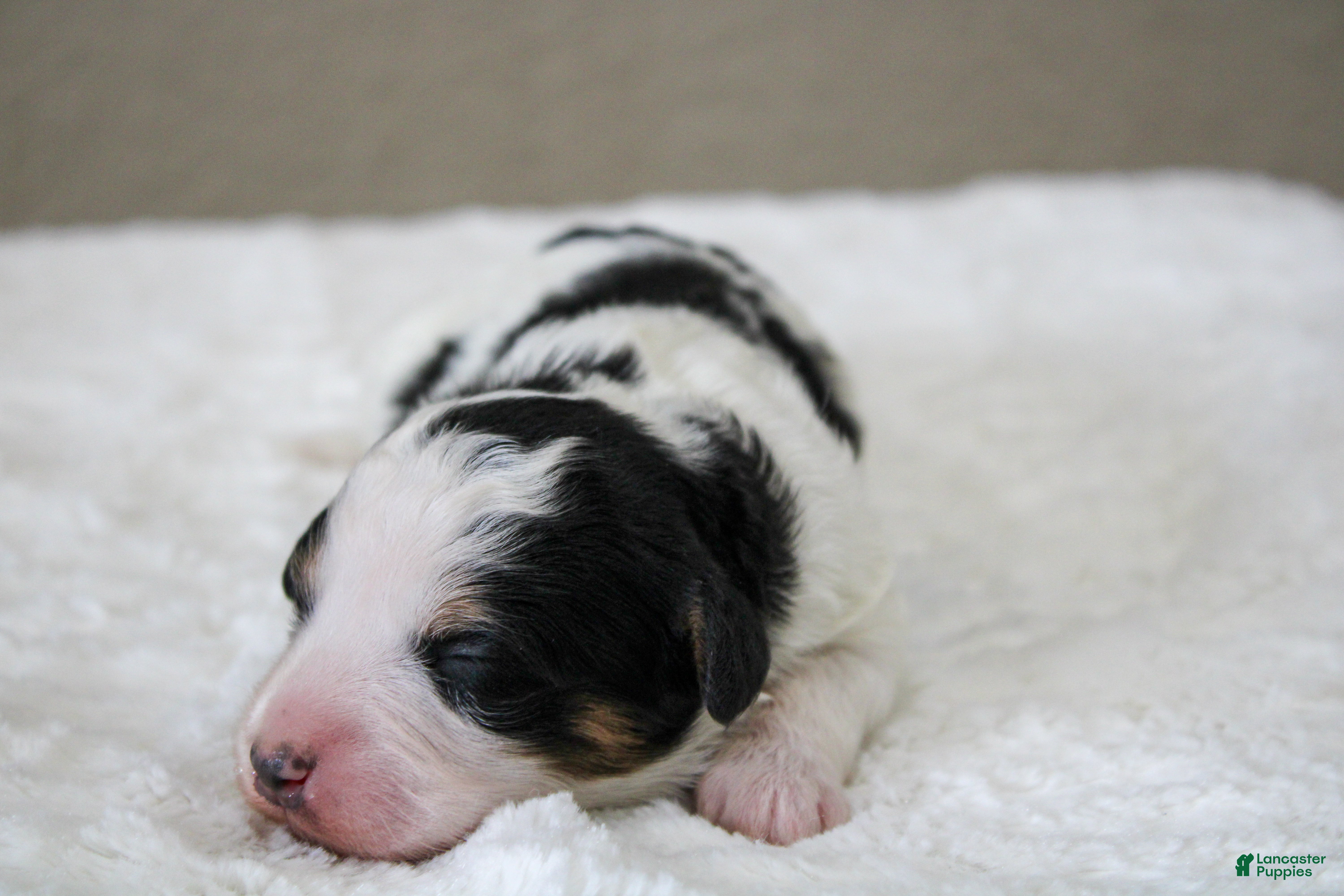Mini Bernedoodle dogs Skye  - Ad 2