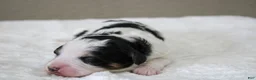 Mini Bernedoodle dogs for sale: Skye  - Ad 2