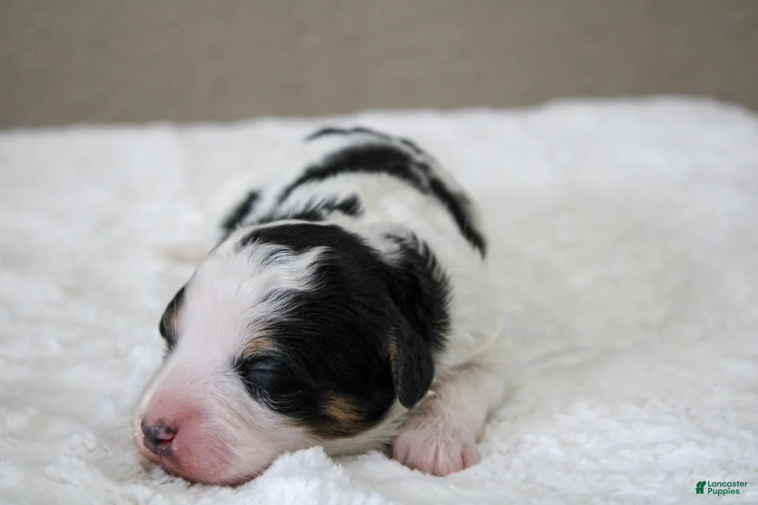 Mini Bernedoodle dogs for sale: Skye  - Ad 2