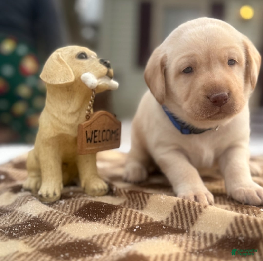 Labrador Retriever dogs for sale: Labrador Retriever Puppy 1 - Ad 8