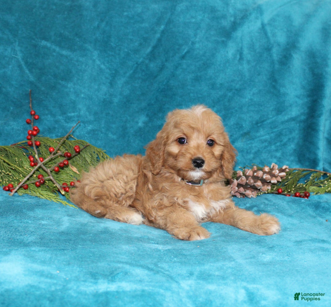Mini Goldendoodle dogs for sale: Jewel - Ad 5