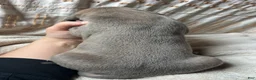 Great Dane dogs for sale: Lorenzo - Ad 3