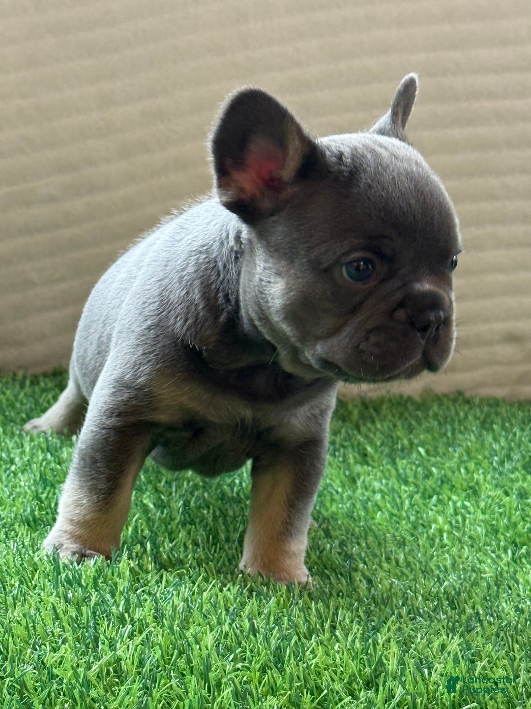 French Bulldog dogs for sale: Bruno  - Ad 1