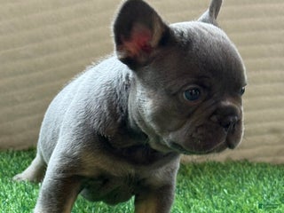 French Bulldog dogs Bruno - Ad 12