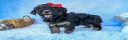 Shorkie dogs for sale: SAMMY - Ad 3