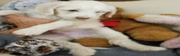 Sheepadoodle dogs for sale: Oakley - Ad 3