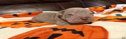 Shar Pei dogs for sale: Forest - Ad 3