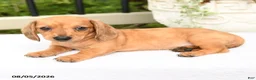 Miniature Dachshund dogs for sale: Tessa - Ad 7