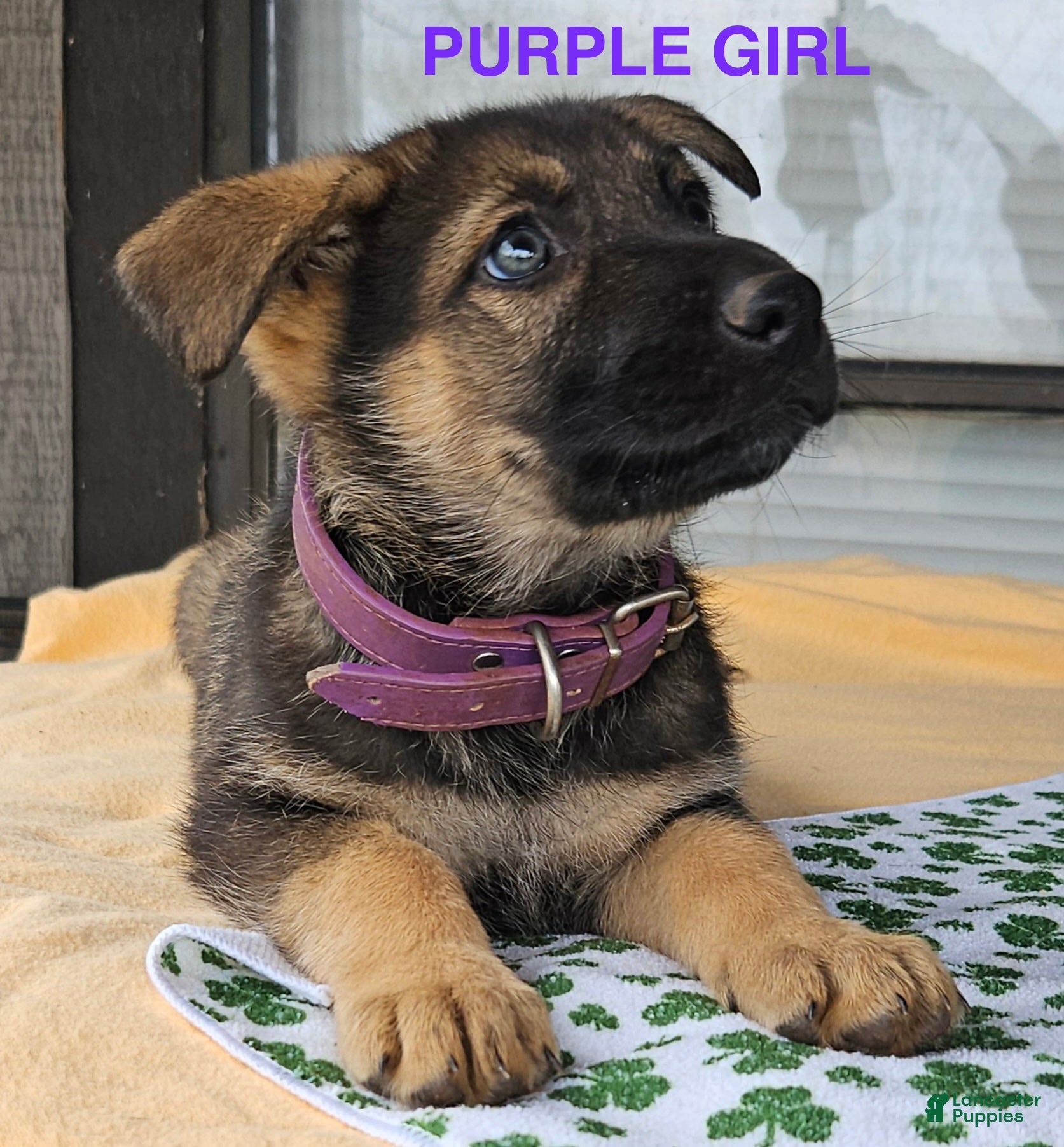German Shepherd dogs Purple girl - Ad 1