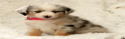 Australian Shepherd dogs for sale: Skye - Ad 8