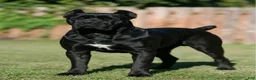 Cane Corso dogs for sale: Midnight Groove’s The Sweetest Taboo - Ad 9