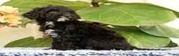 Mini Goldendoodle dogs for sale: Cola - Ad 7